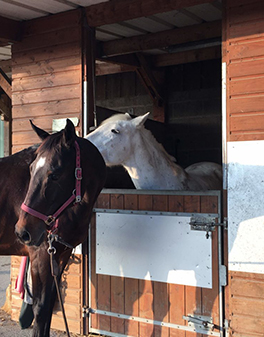 pension chevaux